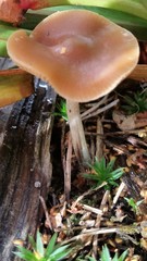 Psilocybe subaeruginosa