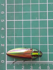 Chrysochroa fulgidissima