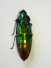 Chrysochroa fulgidissima