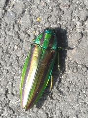 Chrysochroa fulgidissima
