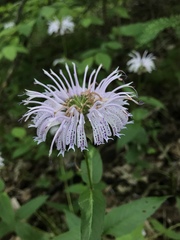 Monarda bradburiana