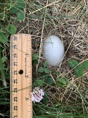 Sternotherus odoratus