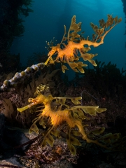 Phycodurus eques