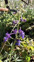 Delphinium bicolor