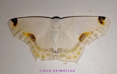 Sericoptera chiffa
