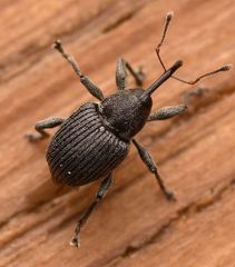 Archarius salicivorus