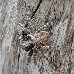 Menemerus semilimbatus