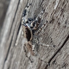 Menemerus semilimbatus