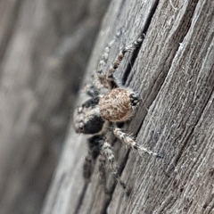 Menemerus semilimbatus