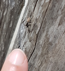 Menemerus semilimbatus