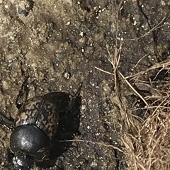Onthophagus nuchicornis