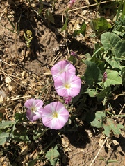 Convolvulus arvensis