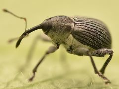 Archarius salicivorus