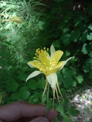 Aquilegia chrysantha