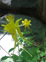 Aquilegia chrysantha