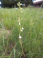 Delphinium carolinianum virescens