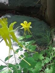 Aquilegia chrysantha