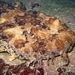 Gulf Wobbegong - Photo (c) Richard Ling, some rights reserved (CC BY-NC-ND)