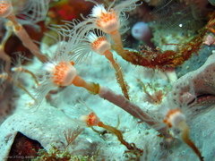 Ralpharia magnifica