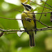 Golden-bellied Flycatcher - Photo (c) Michael Woodruff, some rights reserved (CC BY-SA)