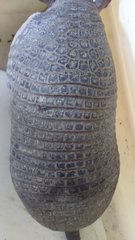 Cabassous unicinctus