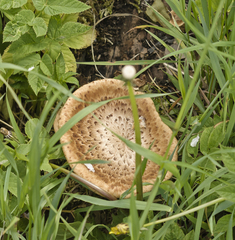 Cerioporus squamosus