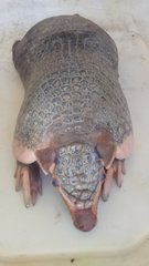 Cabassous unicinctus