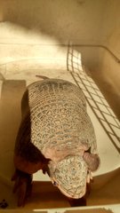 Cabassous unicinctus