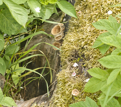 Cerioporus squamosus