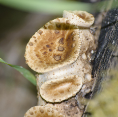 Cerioporus squamosus