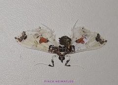 Neoleucinodes elegantalis