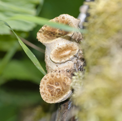 Cerioporus squamosus