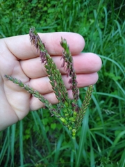 Tripsacum dactyloides