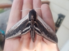 Sphinx drupiferarum