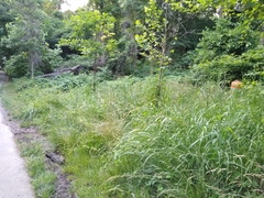 Tripsacum dactyloides