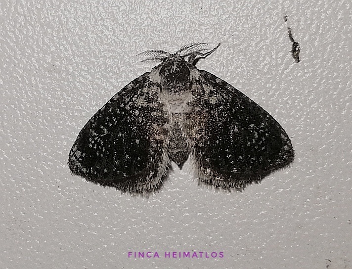 Anopyrops