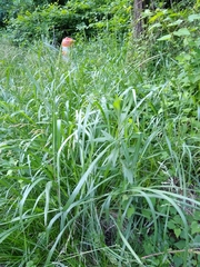 Tripsacum dactyloides