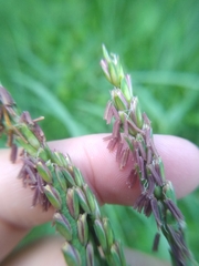 Tripsacum dactyloides