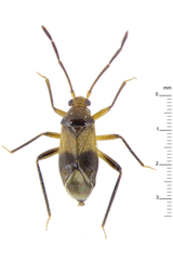 Wygomiris