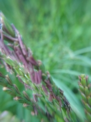 Tripsacum dactyloides