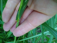 Tripsacum dactyloides