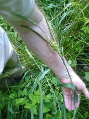 Tripsacum dactyloides