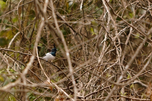 Trochocercus cyanomelas