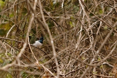 Trochocercus cyanomelas