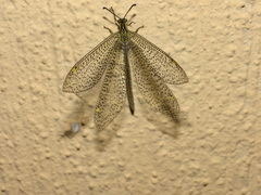 Brachynemurus mexicanus