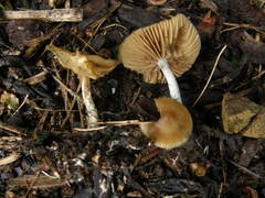 Psilocybe subaeruginosa