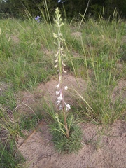 Delphinium carolinianum virescens