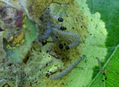 Yponomeuta malinellus