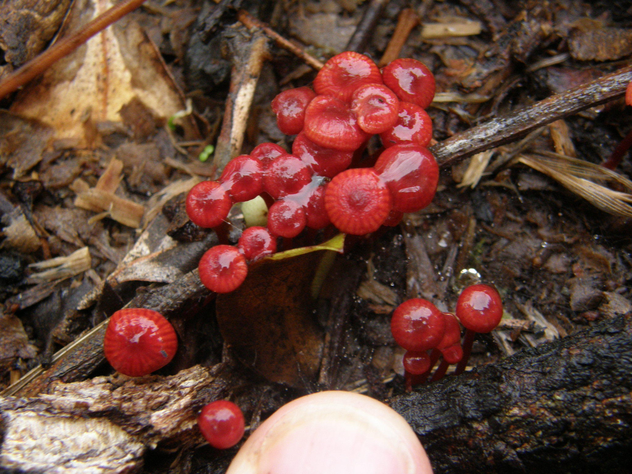 Mycena viscidocruenta image