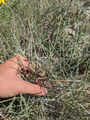 Ephedra antisyphilitica